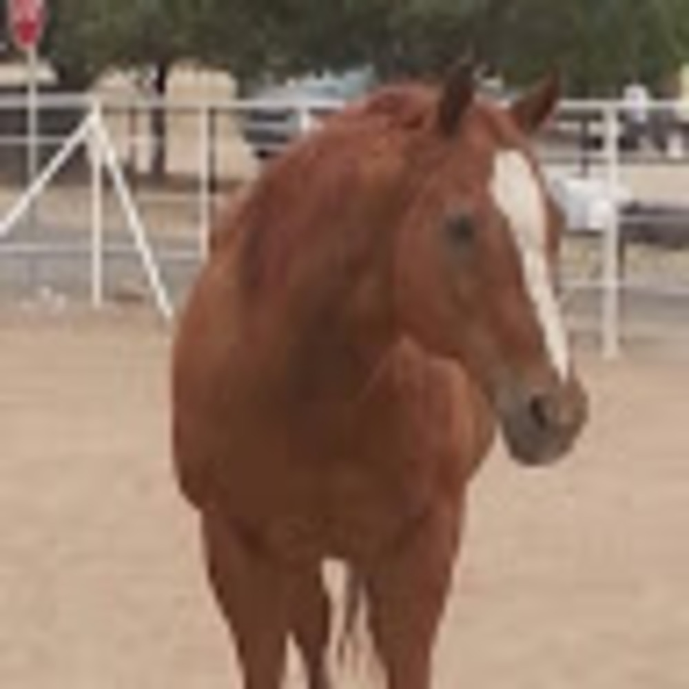 Meet your Posher, Aqha
